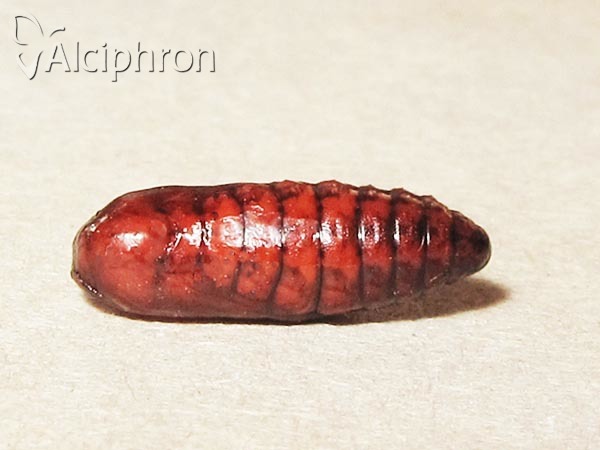 Eilema caniola