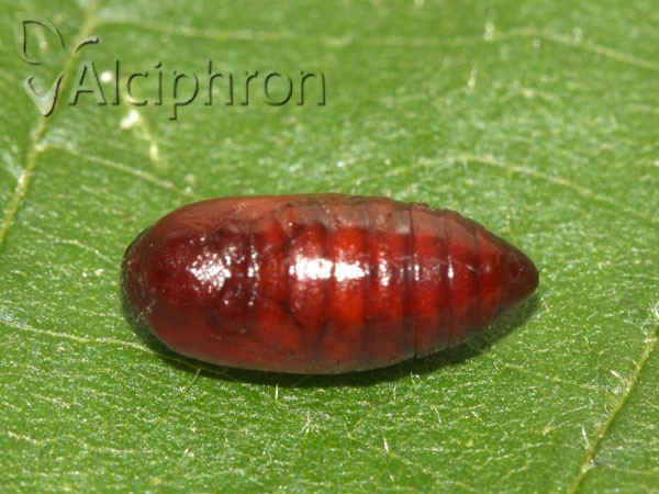Eilema sororcula