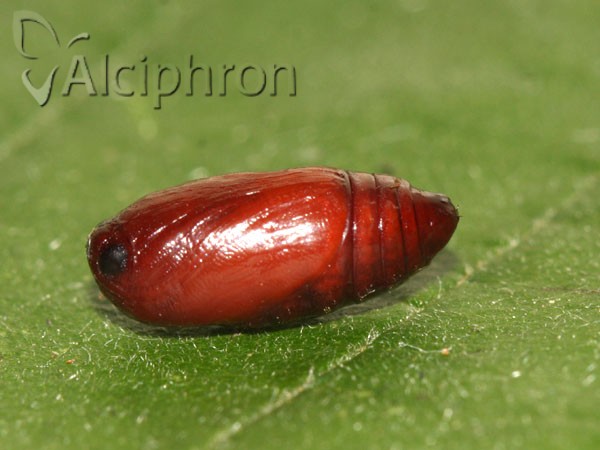 Eilema sororcula