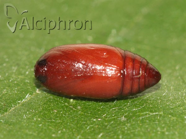 Eilema sororcula
