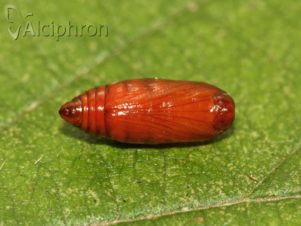 Pelosia muscerda