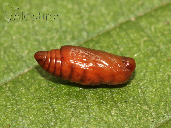 Pelosia muscerda