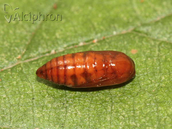 Pelosia muscerda
