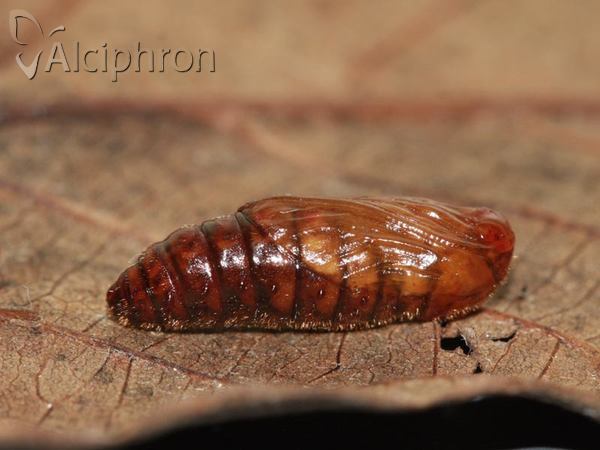 Amata phegea