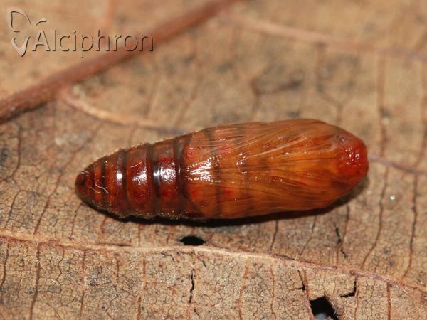 Amata phegea