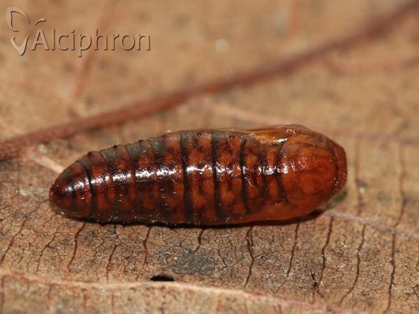 Amata phegea