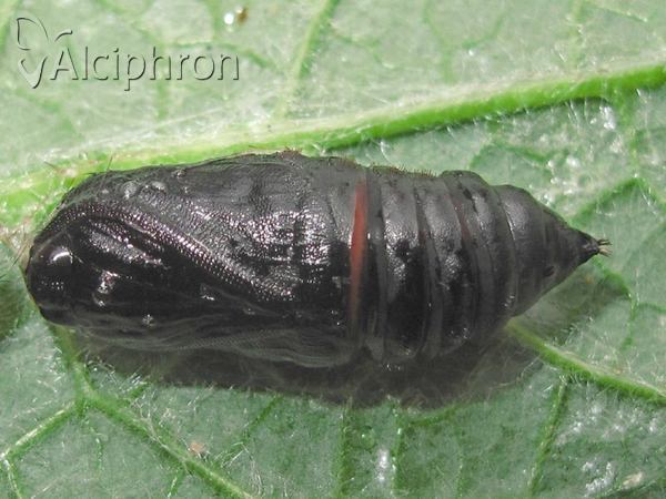 Arctia villica