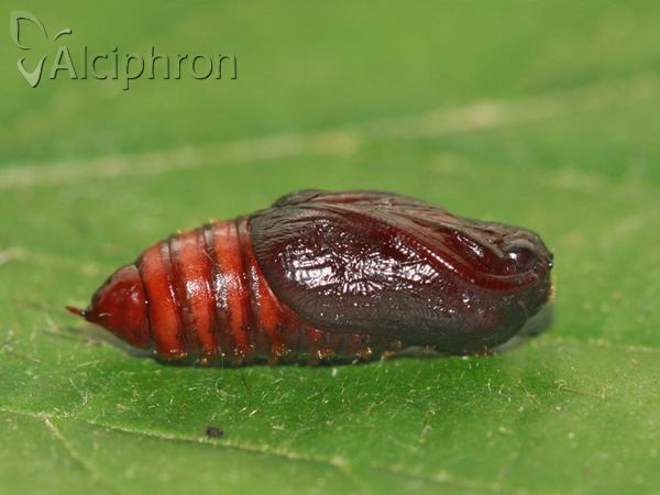 Diacrisia sannio