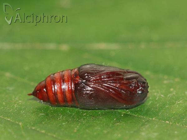Diacrisia sannio
