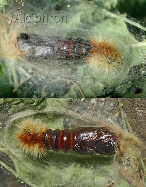 Diacrisia purpurata