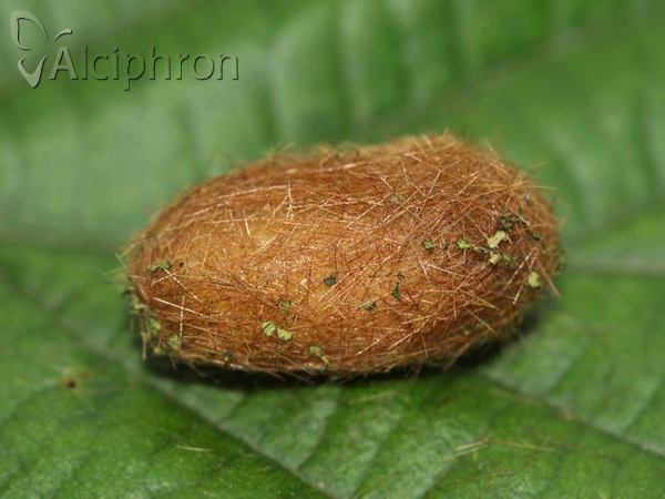 Diaphora mendica