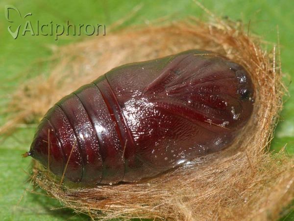 Diaphora mendica
