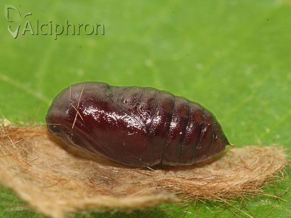 Diaphora mendica