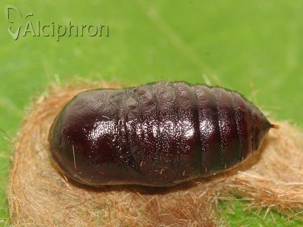 Diaphora mendica