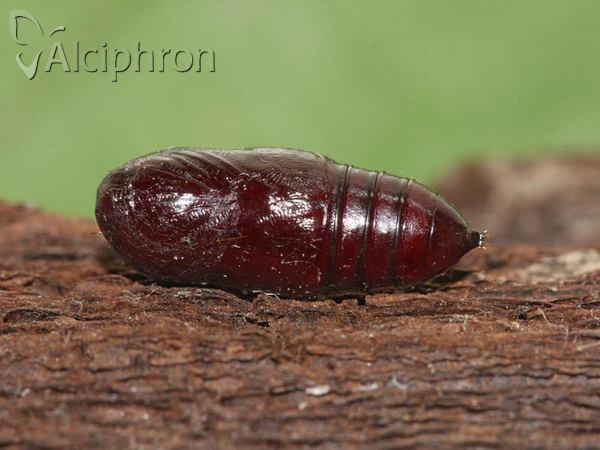 Hyphantria cunea