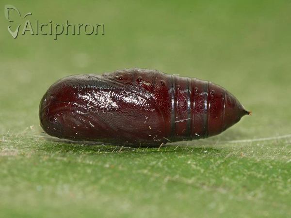Hyphantria cunea