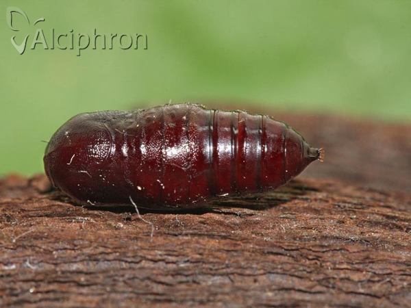 Hyphantria cunea