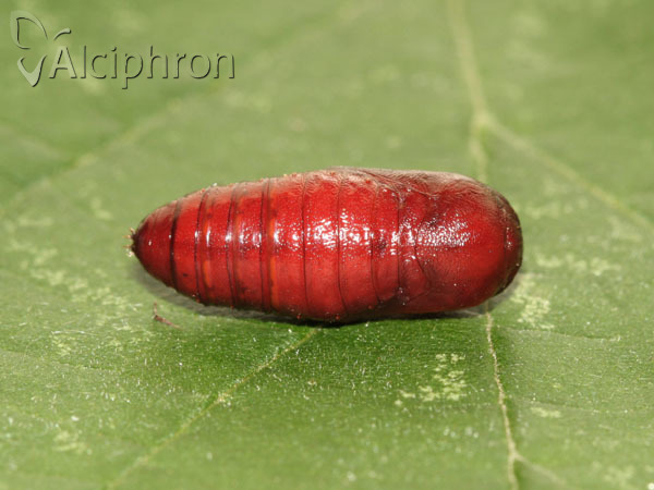 Spilosoma lutea