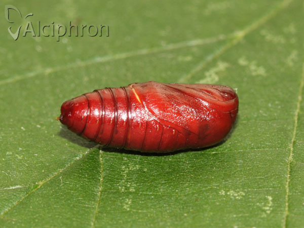 Spilosoma lutea