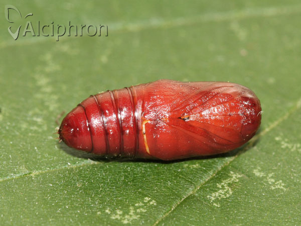 Spilosoma lutea