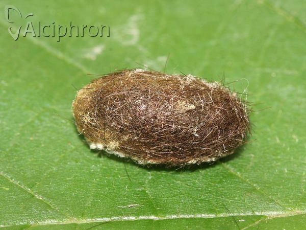 Spilosoma lubricipeda