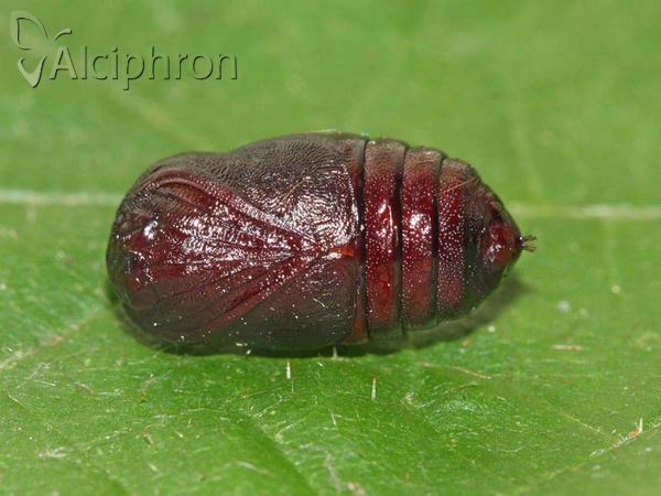 Spilosoma lubricipeda