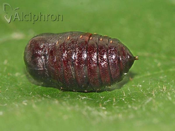 Spilosoma lubricipeda