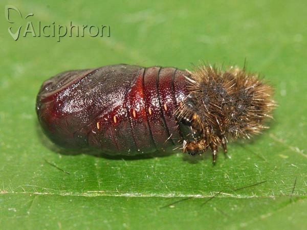 Spilosoma lubricipeda