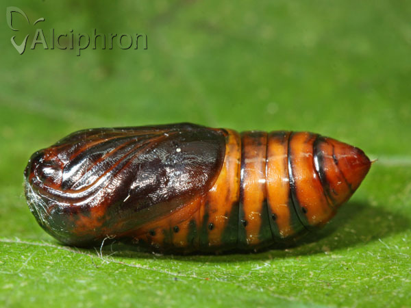Phragmatobia fuliginosa
