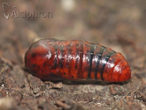 Phragmatobia fuliginosa