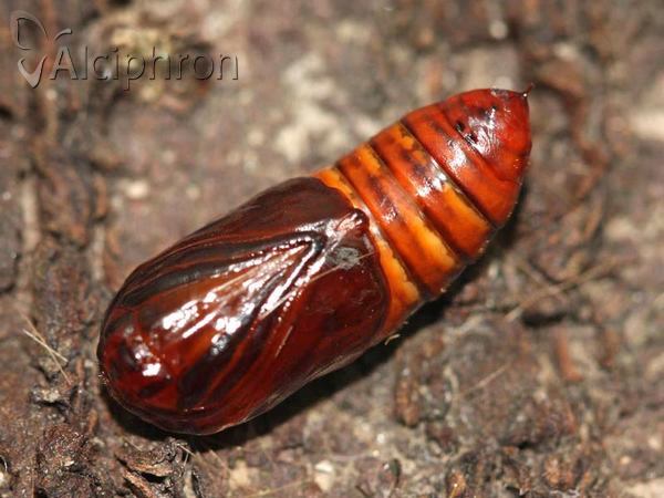 Phragmatobia fuliginosa