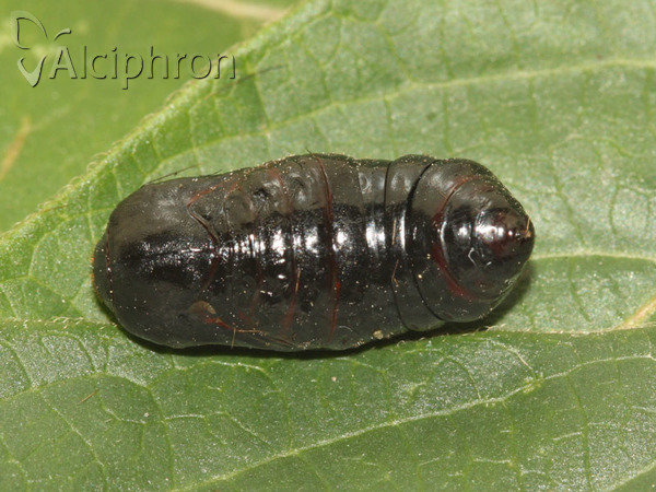 Phragmatobia fuliginosa