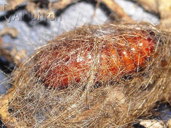 Phragmatobia placida