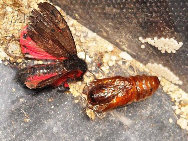 Phragmatobia placida