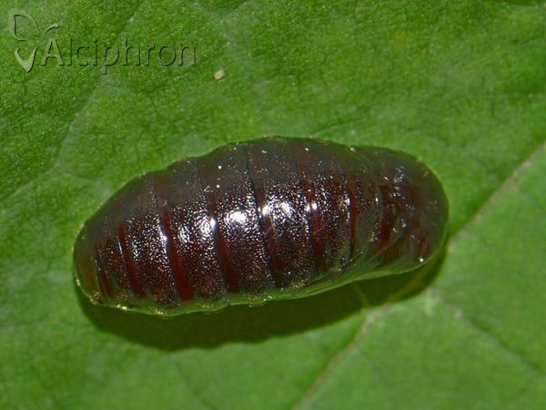 Coscinia striata