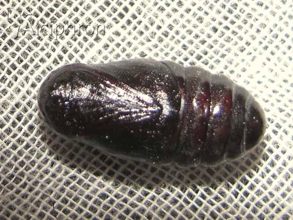 Coscinia striata