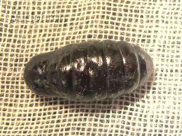 Coscinia striata