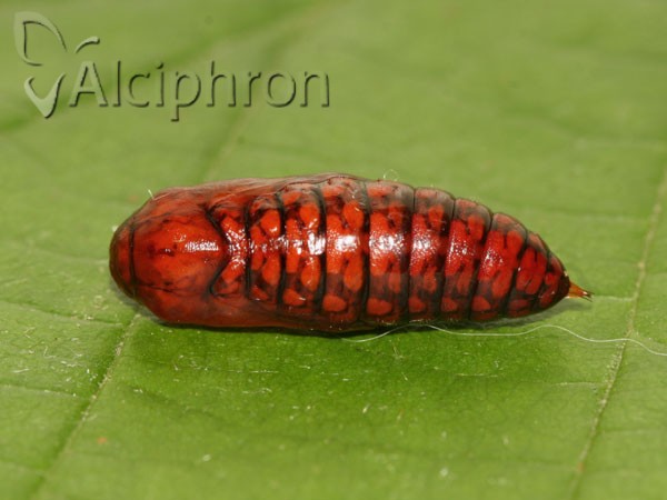 Euplagia quadripunctaria