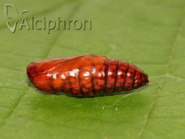 Euplagia quadripunctaria