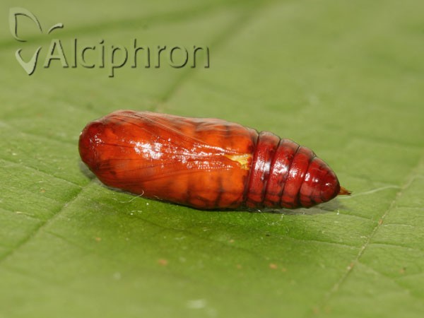 Euplagia quadripunctaria