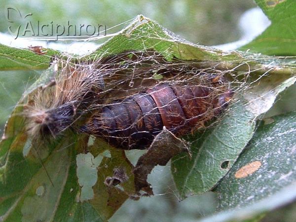 Lymantria dispar
