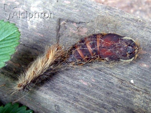 Lymantria dispar