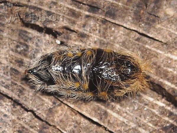 Penthophera morio