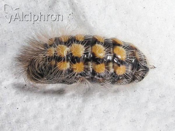 Penthophera morio