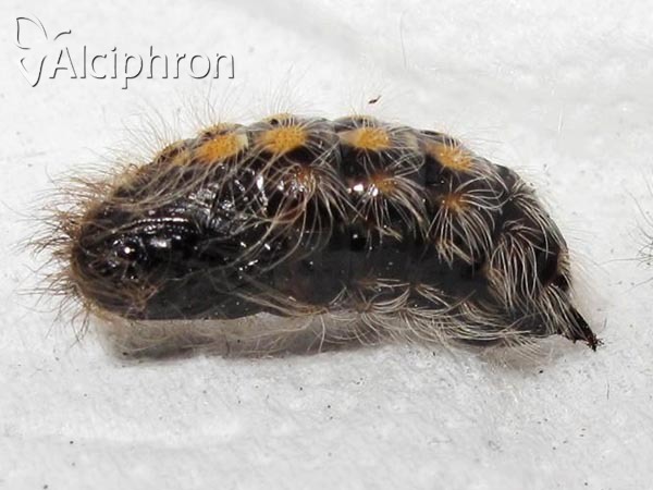 Penthophera morio