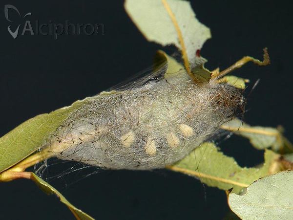Orgyia antiqua