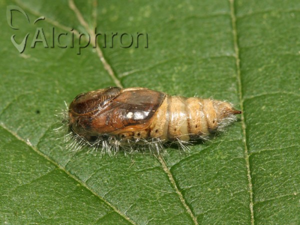 Orgyia antiqua