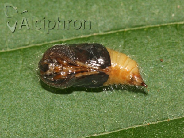 Orgyia antiqua
