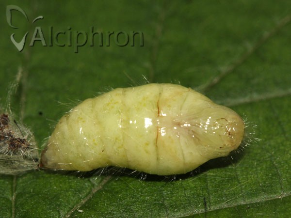Orgyia antiqua