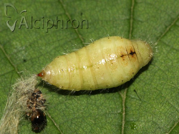 Orgyia antiqua
